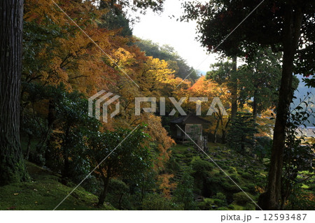 萬徳寺の紅葉 萬徳寺の紅葉 12593487