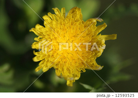 自然 植物 ノゲシ 春から秋まで花が咲きます 本体は大柄でいかにも雑草という感じですが花はきれいですの写真素材