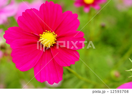 元気の出る大きなコスモス赤一輪 元気の出る大きなコスモス赤一輪 12593708