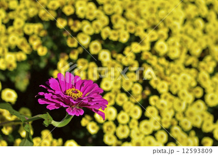 ピンクの花と菊 ピンクの花と菊 12593809