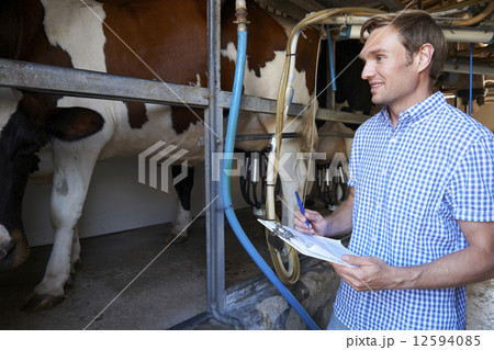 Farmer Inspecting Dairy Cattle In Milking Parlour Farmer Inspecting Dairy Cattle In Milking Parlour 12594085