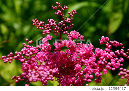 キョウガノコ キョウガノコ 12594417