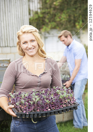 Couple Planting Seedlings On Organic Farm 12594629