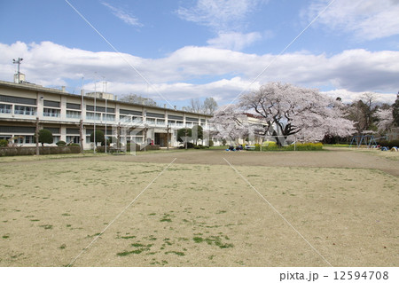 遠山桜 遠山桜 12594708