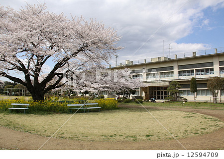 遠山桜 遠山桜 12594709