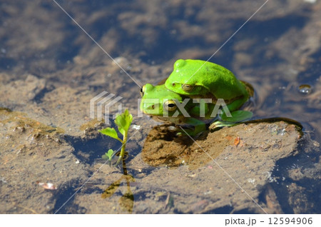 シュレーゲルアオガエル 12594906