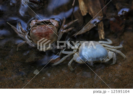 生き物 甲殻類 サワガニ 過去の自分と対面 脱皮して一回り大きくなったカニとその抜け殻 脱皮直 の写真素材