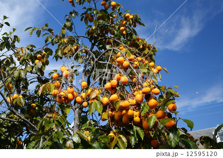 秋空と柿 秋空と柿 12595120
