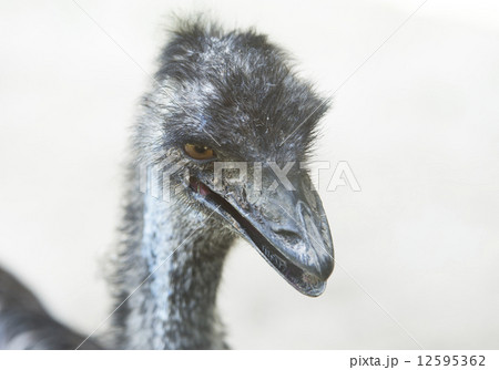 エミュー 12595362