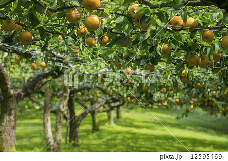 梨狩り 12595469