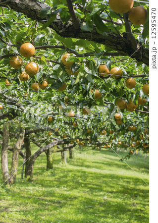 梨狩り 12595470