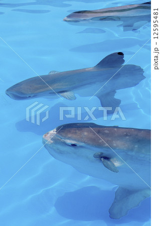 マンボウ 12595481