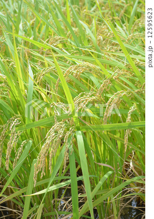 10月の刈り取り前の稲 12595623