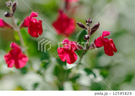 赤色のハーブの花 チェリーセージ ホットリップスの写真素材