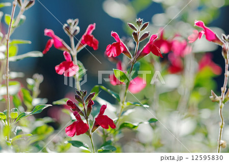 赤色のハーブの花・チェリーセージ・ホットリップス 12595830