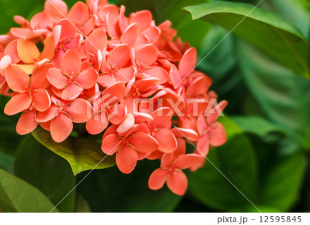 Bunch of Red Ixora, West Indian Jasmine, Closeup 12595845