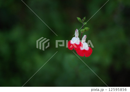 チェリーセージ 12595856