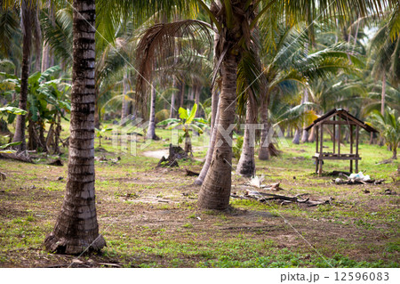 Gazebo in a Rural Area of Koh Samui, Thailand. Gazebo in a Rural Area of Koh Samui, Thailand. 12596083