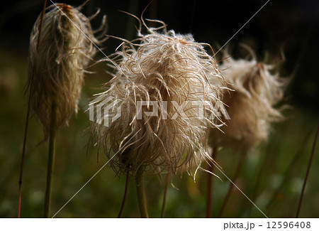 Disheveled trio 12596408