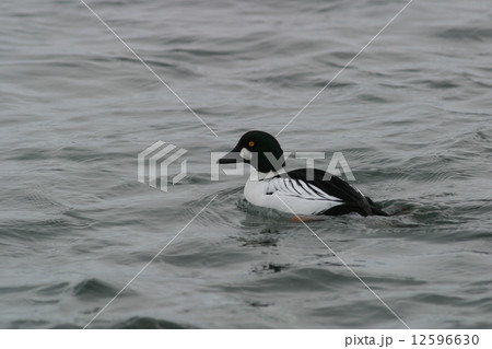 ホオジロガモ 12596630