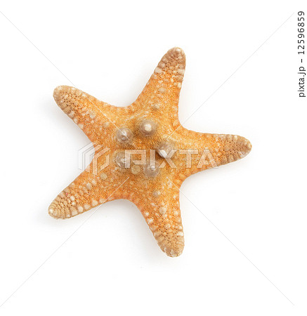 seashell  on white background 12596859