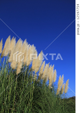 パンパスグラス３ 12597754