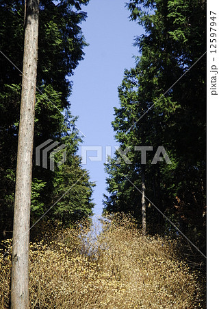 ミツマタの花 ミツマタの花 12597947