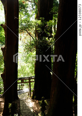 一方杉 継桜王子 一方杉 継桜王子 12598073