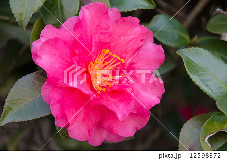 山茶花の花 12598372