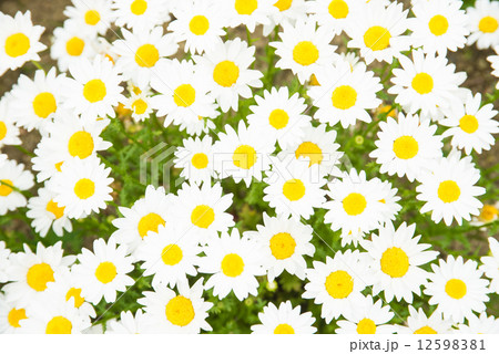 デイジー 12598381