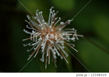 自然　植物　コウヤボウキ、細いリボン状の花びらがクルッと巻いています。夜空の花火のようにも見えます 12598429