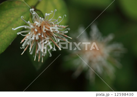 自然　植物　コウヤボウキ、昔、高野山でこの茎を束ねて箒の材料にしたのでこの名前が付いたそうです 12598430
