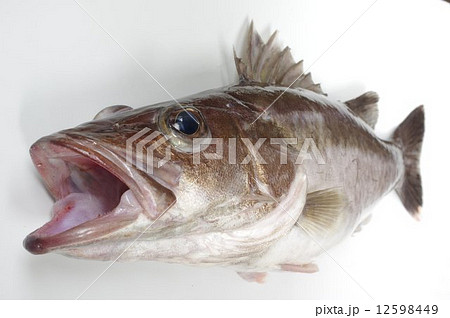 アラ（魚）　俯瞰 12598449
