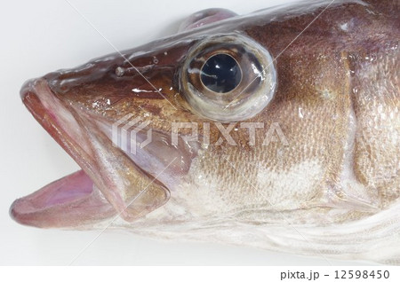 アラ（魚）　頭部 12598450