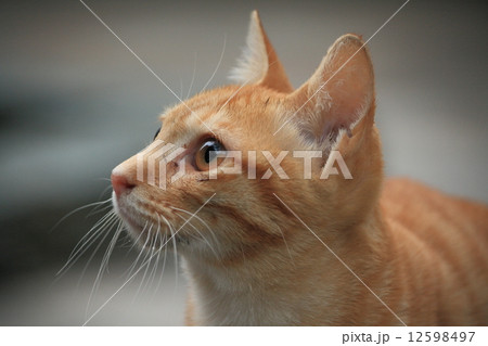 立川の子猫 12598497