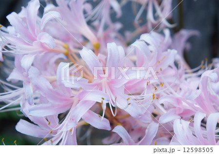 ピンクのリコリス  ピンクのリコリス  12598505