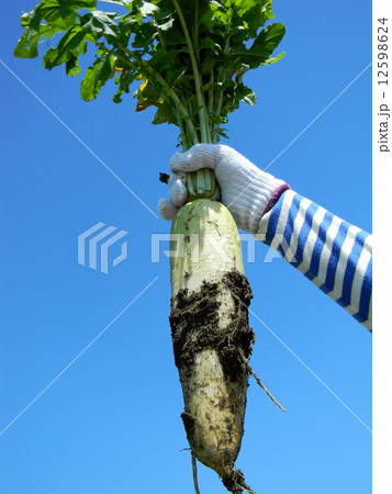 収穫仕立ての春大根 収穫仕立ての春大根 12598624