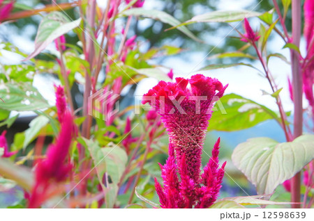 ケイトウ ケイトウ 12598639