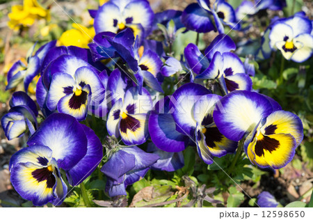 パンジー パンジー 12598650