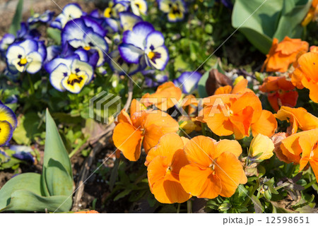 オレンジ色のパンジー 12598651