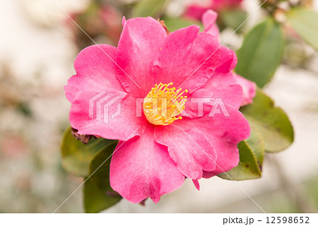 山茶花の花 12598652