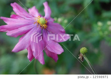 勢い良く咲く秋明菊 12598971