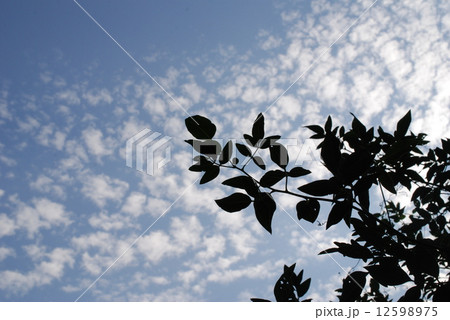 植物と雲 12598975