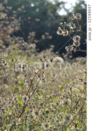 コセンダングサ(小栴檀草) コセンダングサ(小栴檀草) 12599047