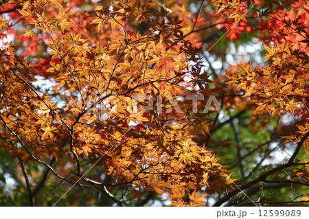 八丁湖の紅葉 12599089