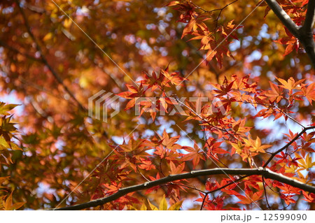 八丁湖の紅葉 八丁湖の紅葉 12599090
