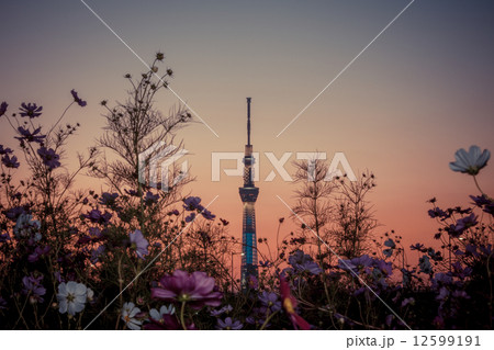 秋の夕景と東京スカイツリー 12599191