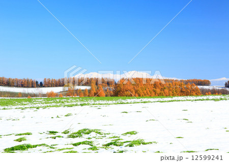 北海道 美瑛町 冠雪の大雪山と黄葉のカラマツ林 北海道 美瑛町 冠雪の大雪山と黄葉のカラマツ林 12599241
