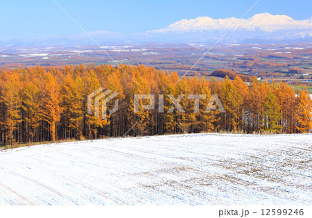 北海道 上富良野町 冠雪の大雪山と黄葉のカラマツ樹林 北海道 上富良野町 冠雪の大雪山と黄葉のカラマツ樹林 12599246