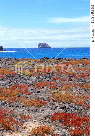 太平洋上に浮かぶ生物進化論の島、ガラパゴス諸島の美しい風景 太平洋上に浮かぶ生物進化論の島、ガラパゴス諸島の美しい風景 12599263